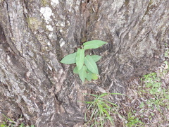 Araujia sericifera