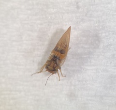 Ceanothia ceanothi