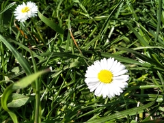 Bellis perennis