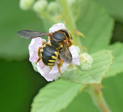Rhodanthidium septemdentatum