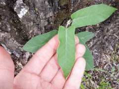 Araujia sericifera