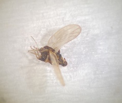 Ceanothia ceanothi