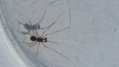 Neottiura bimaculata