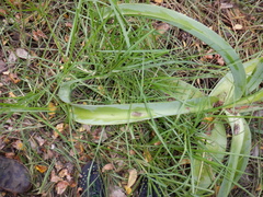 Crinum bulbispermum