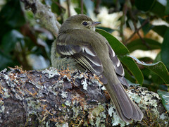 Mountain Elaenia photo 4