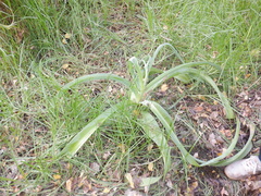 Crinum bulbispermum
