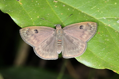 Morvina fissimacula