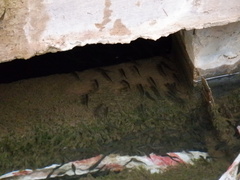 Actinopterygii