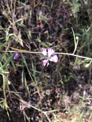 Clarkia delicata