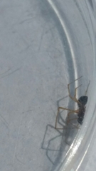 Neottiura bimaculata