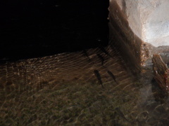 Actinopterygii