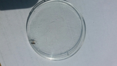 Neottiura bimaculata