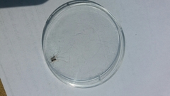 Neottiura bimaculata