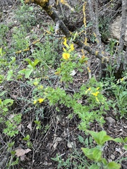 Chamaecytisus ruthenicus