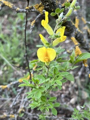 Chamaecytisus ruthenicus