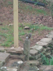 Sciurus carolinensis