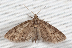 Eupithecia columbiata