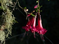 Cantua buxifolia