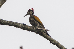 Chrysocolaptes guttacristatus