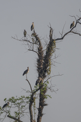 Leptoptilos javanicus