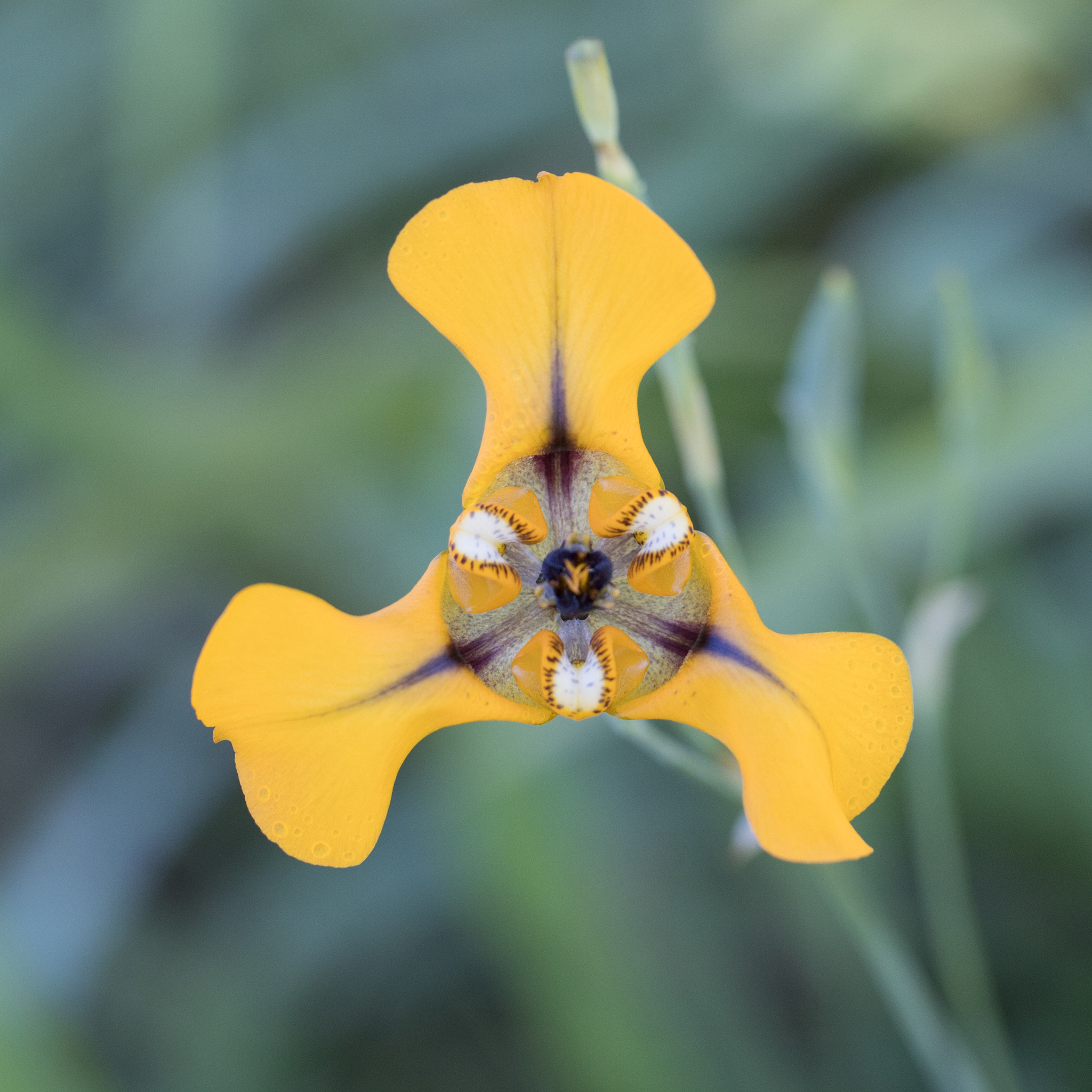 Cypella herbertii