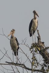 Leptoptilos javanicus