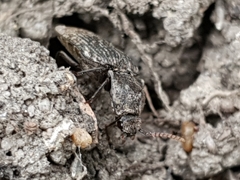 Agrypnus murinus