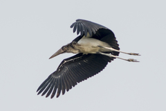 Leptoptilos javanicus