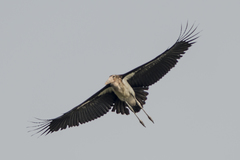 Leptoptilos javanicus