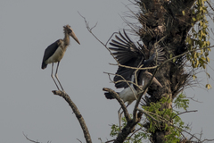 Leptoptilos javanicus