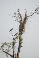 Leptoptilos javanicus