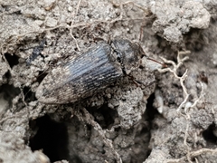 Agrypnus murinus