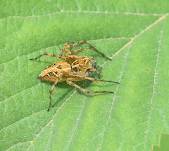 Oxyopes heterophthalmus