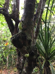 Averrhoa bilimbi