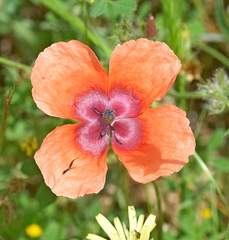 Papaver apulum