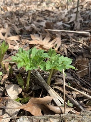 Napaea dioica