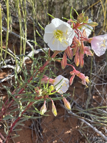 Pale Evening Primrose