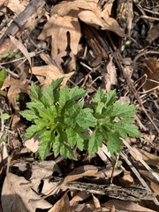 Napaea dioica