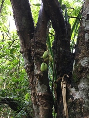 Averrhoa bilimbi