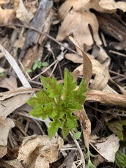 Napaea dioica