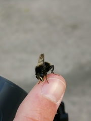 Criorhina ranunculi