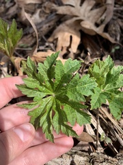 Napaea dioica