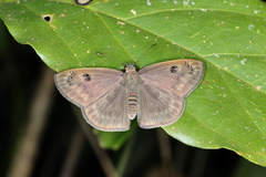 Morvina fissimacula