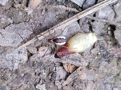 Neriene peltata