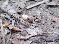 Neriene peltata