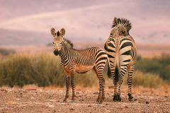 Equus zebra hartmannae