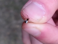 Neriene peltata