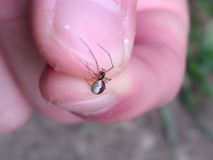 Neriene peltata