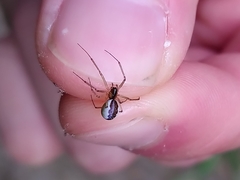 Neriene peltata