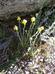 Linaria saxatilis